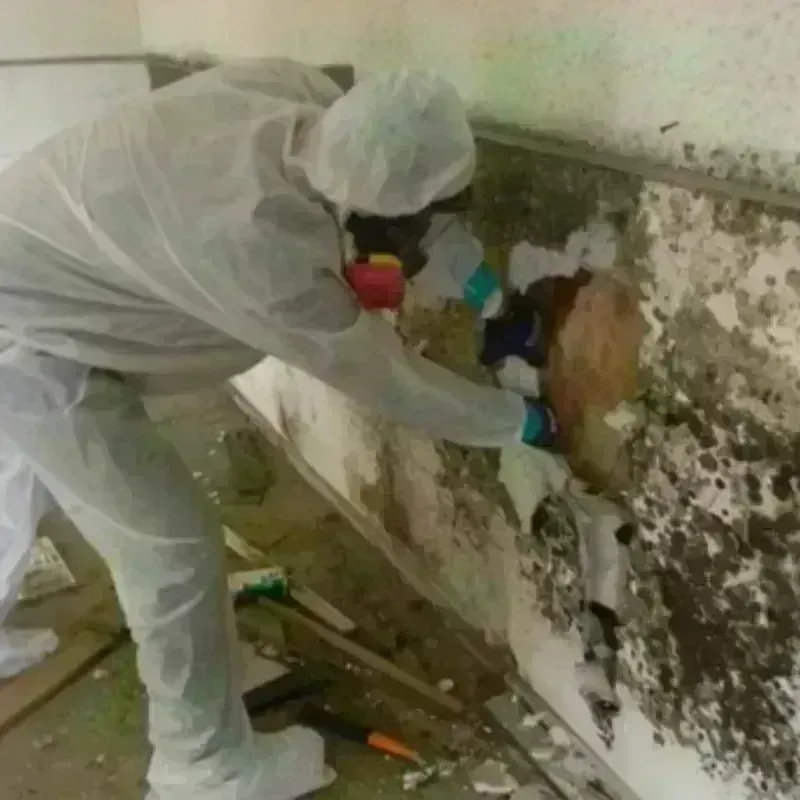 Mold Remediation and Removal in Glasgow, KY